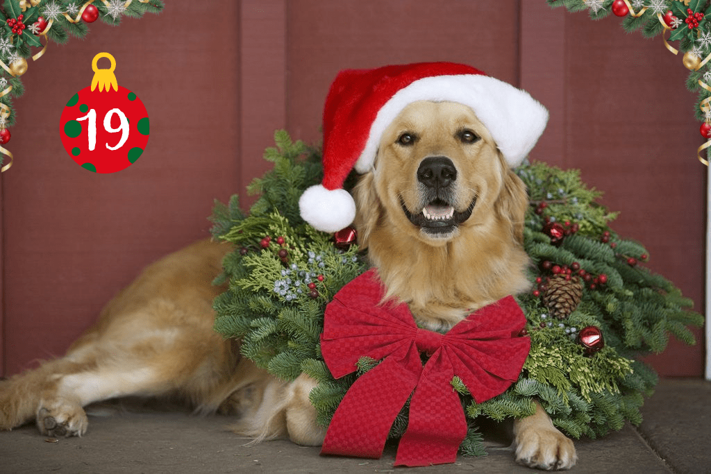 Adventi novella – Drága&nbsp;kutyám